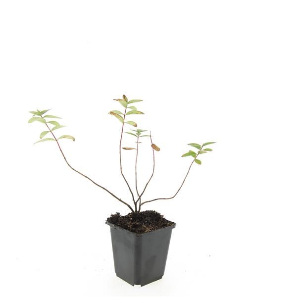 Hypericum dummeri 'Peter Dummer', D 9