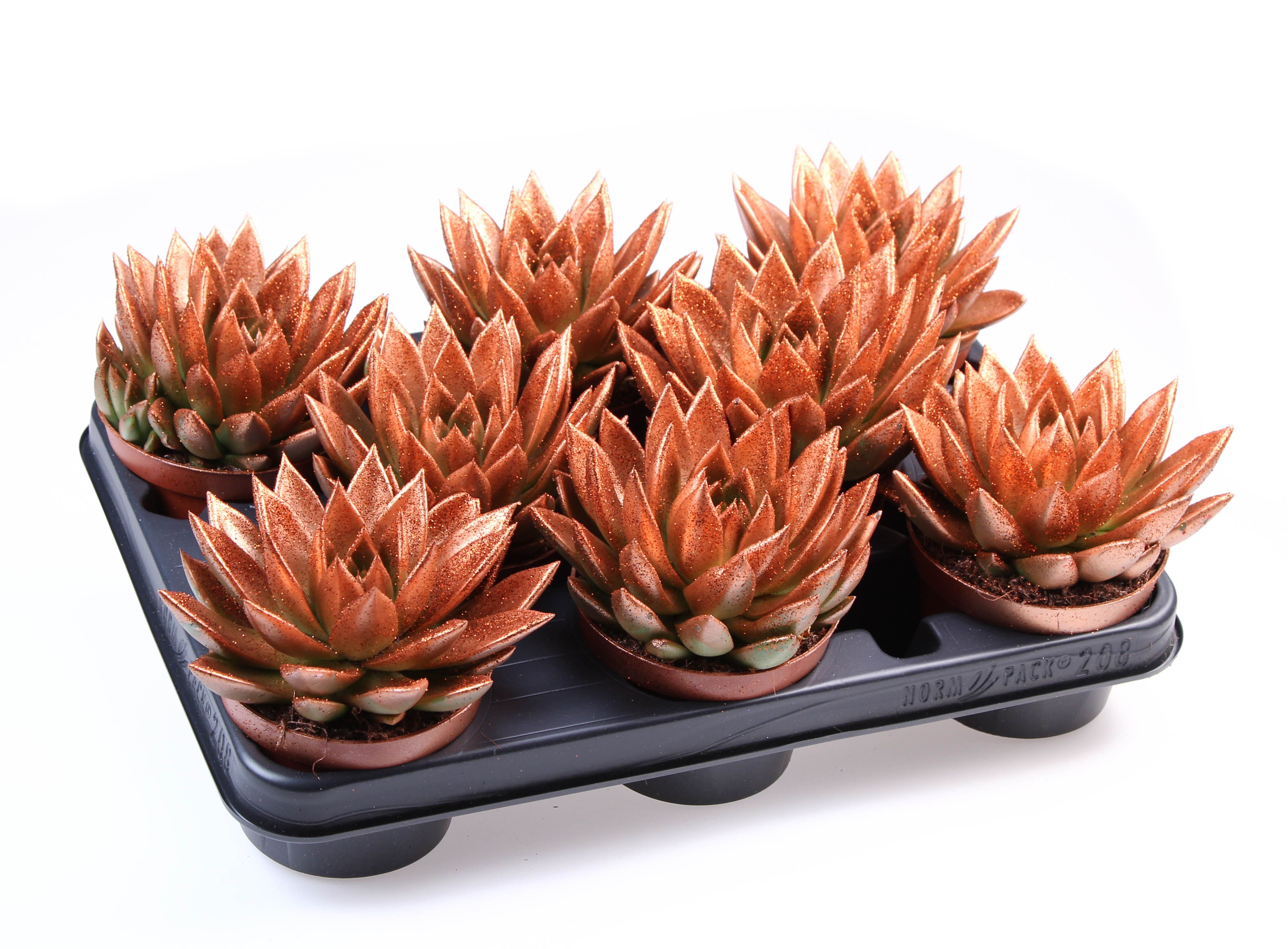 Miranda brons + bio glitter, D 10,5