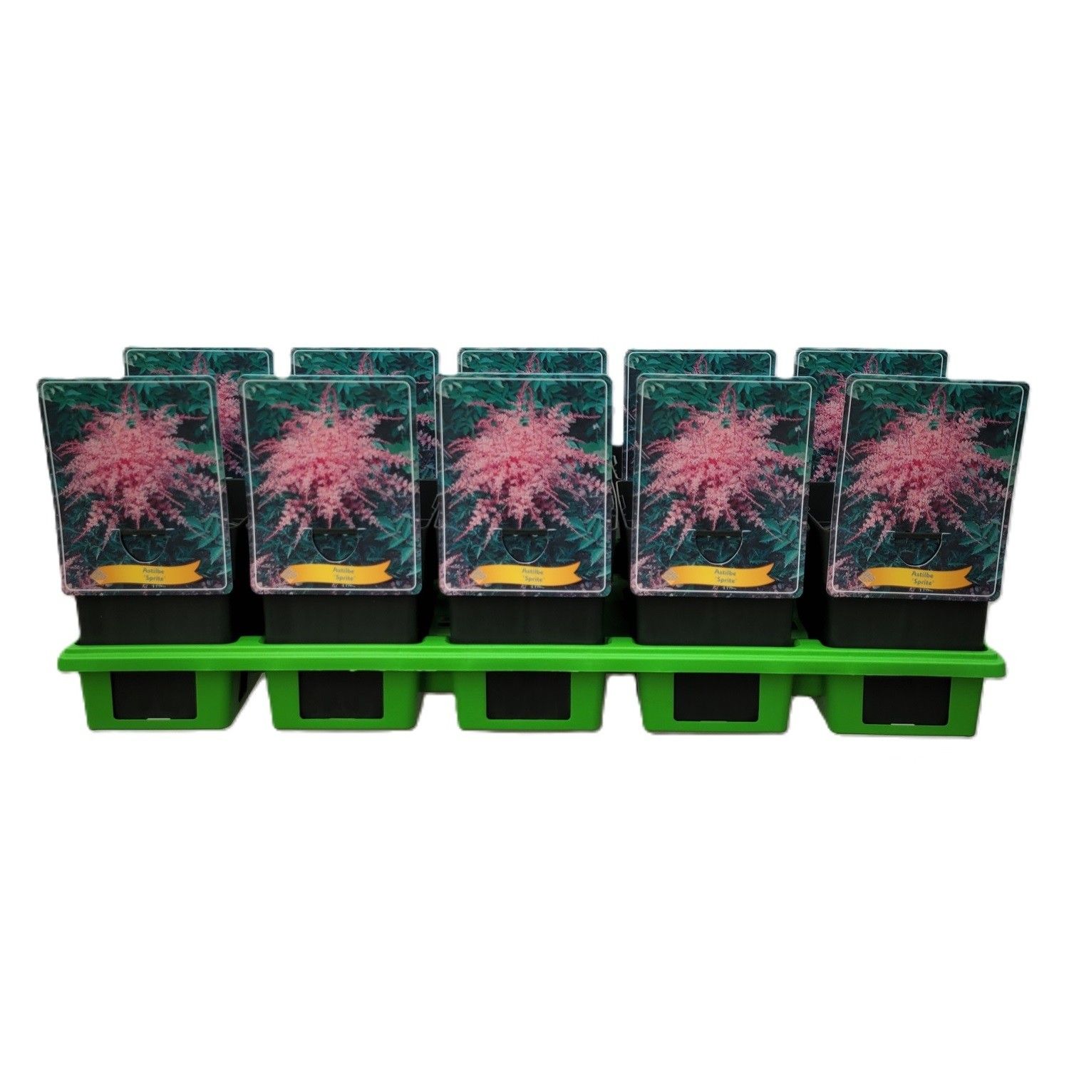 Astilbe Simplicifolia 'Sprite' P11, D 11