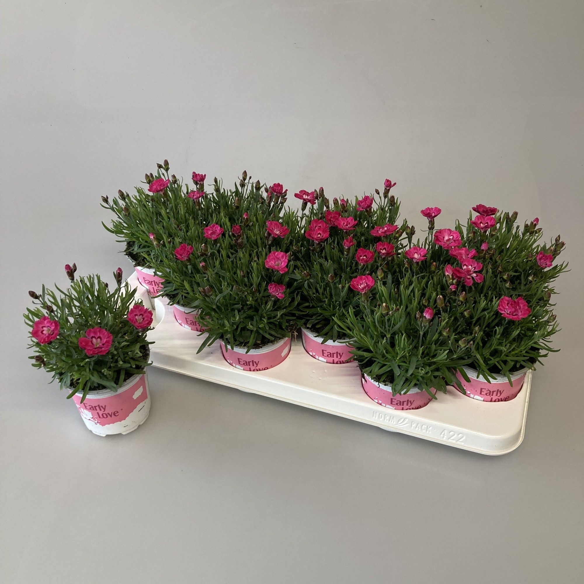 Dianthus Early Love, D 10,5