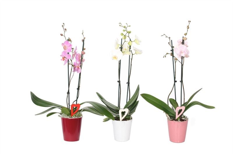 Zoe p12 dots mix candy Phal mix 2T14+, D 12