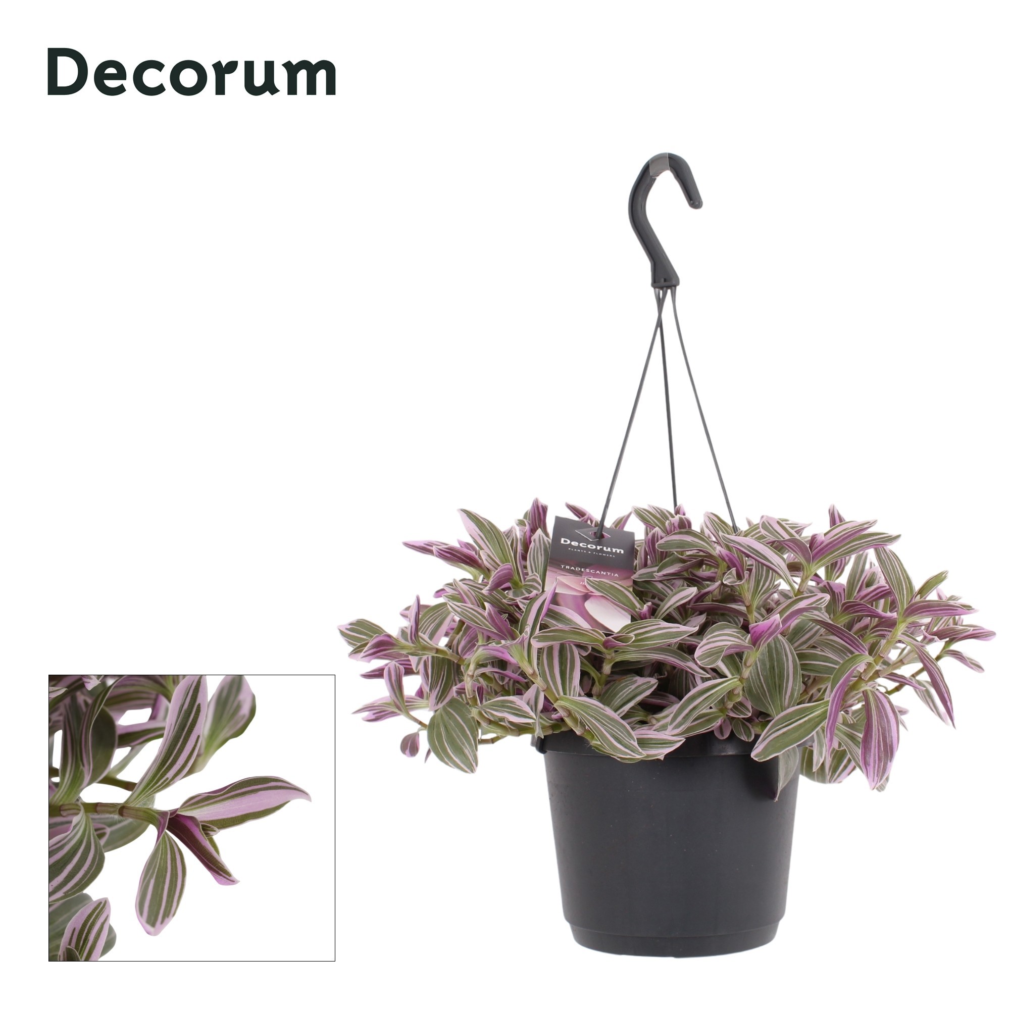 Tradescantia cerinthoides 'Flamingo Hill', D 17