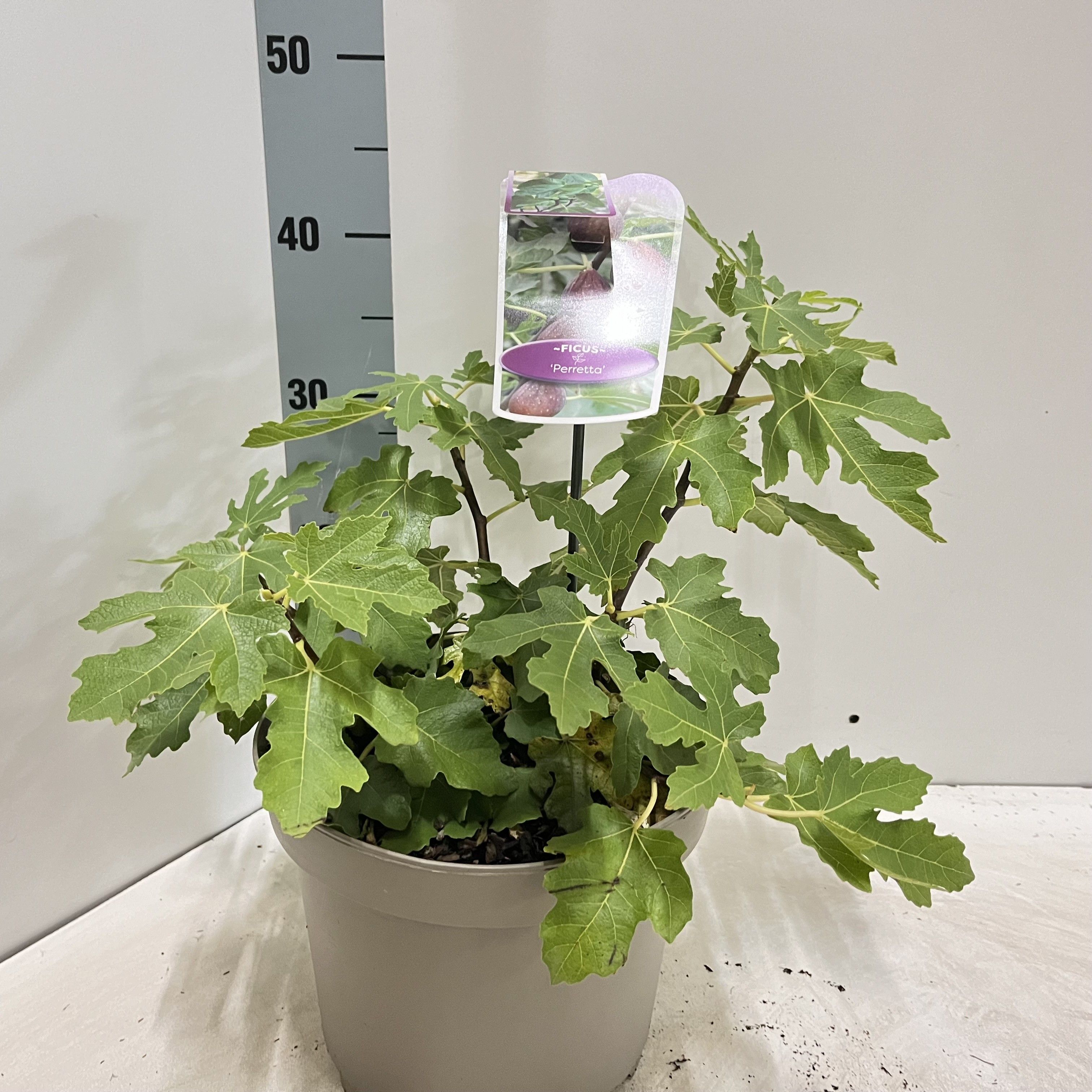 Ficus carica 'Perretta', D 23