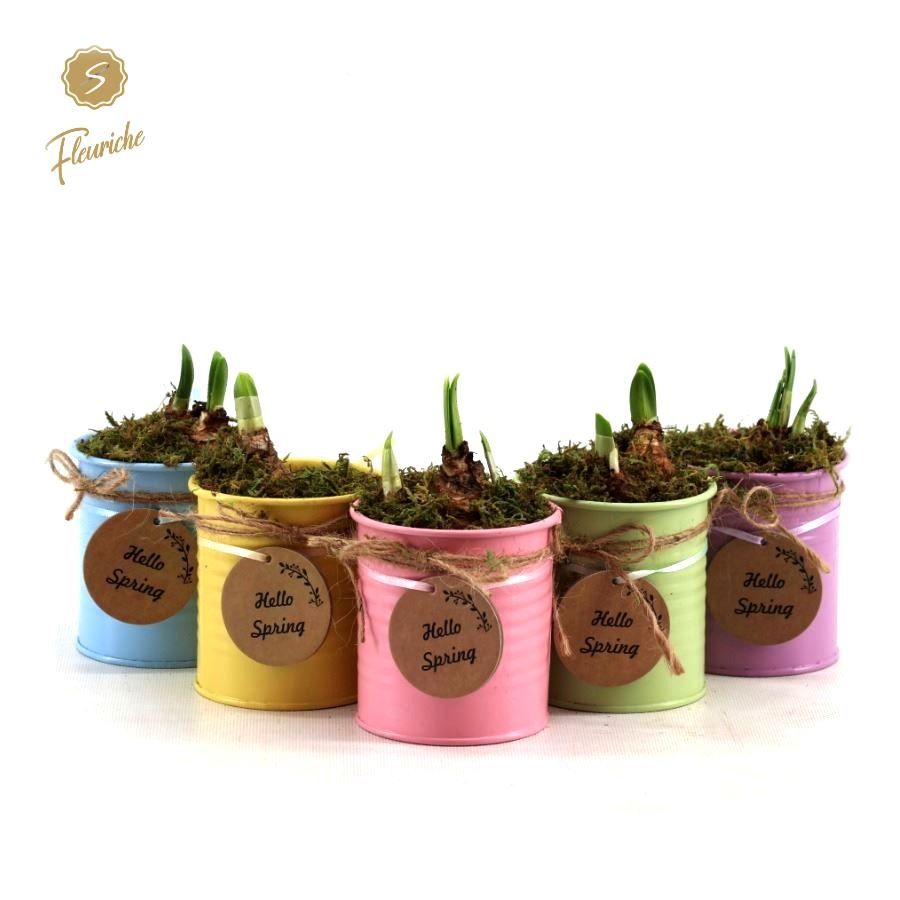 (1400) Narcissus Hello Spring [M] 1PP Mos, D 10