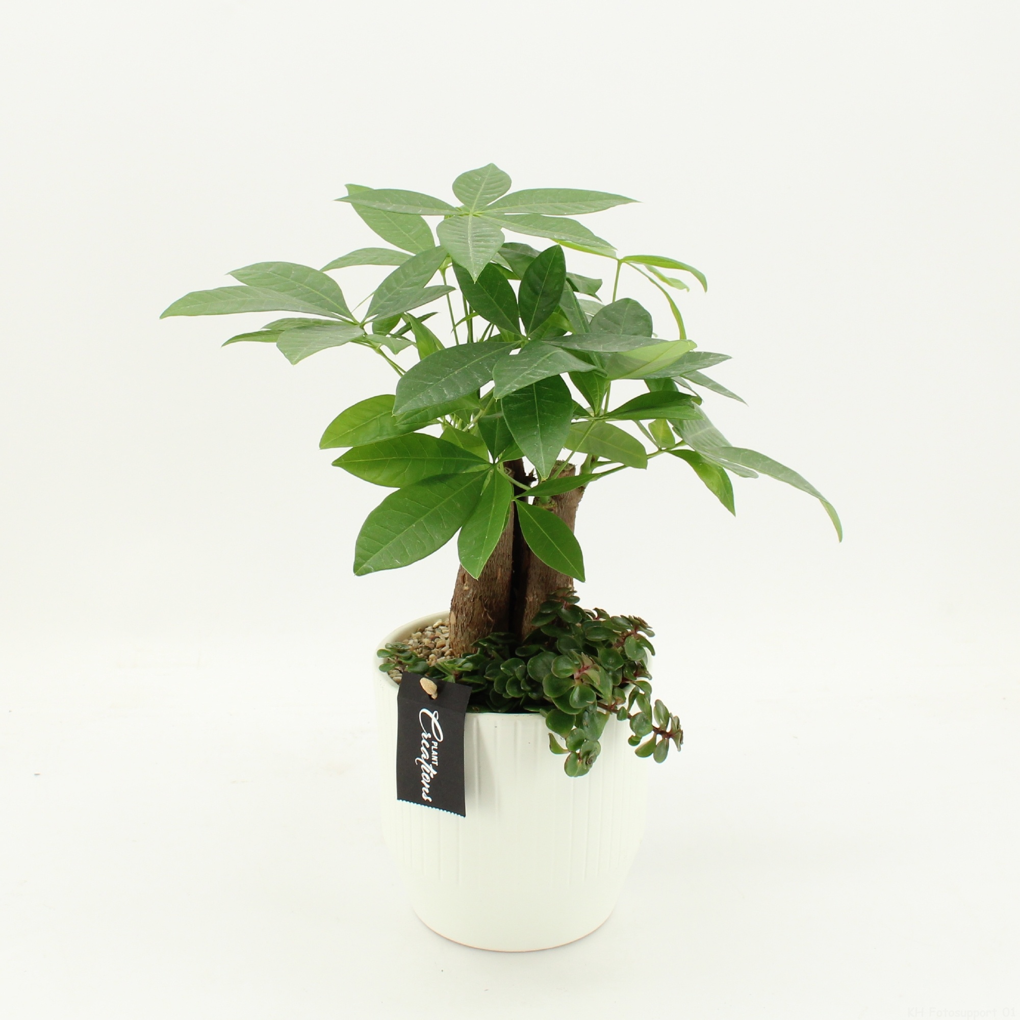 GRCR-2662 Green Essentials, D 14