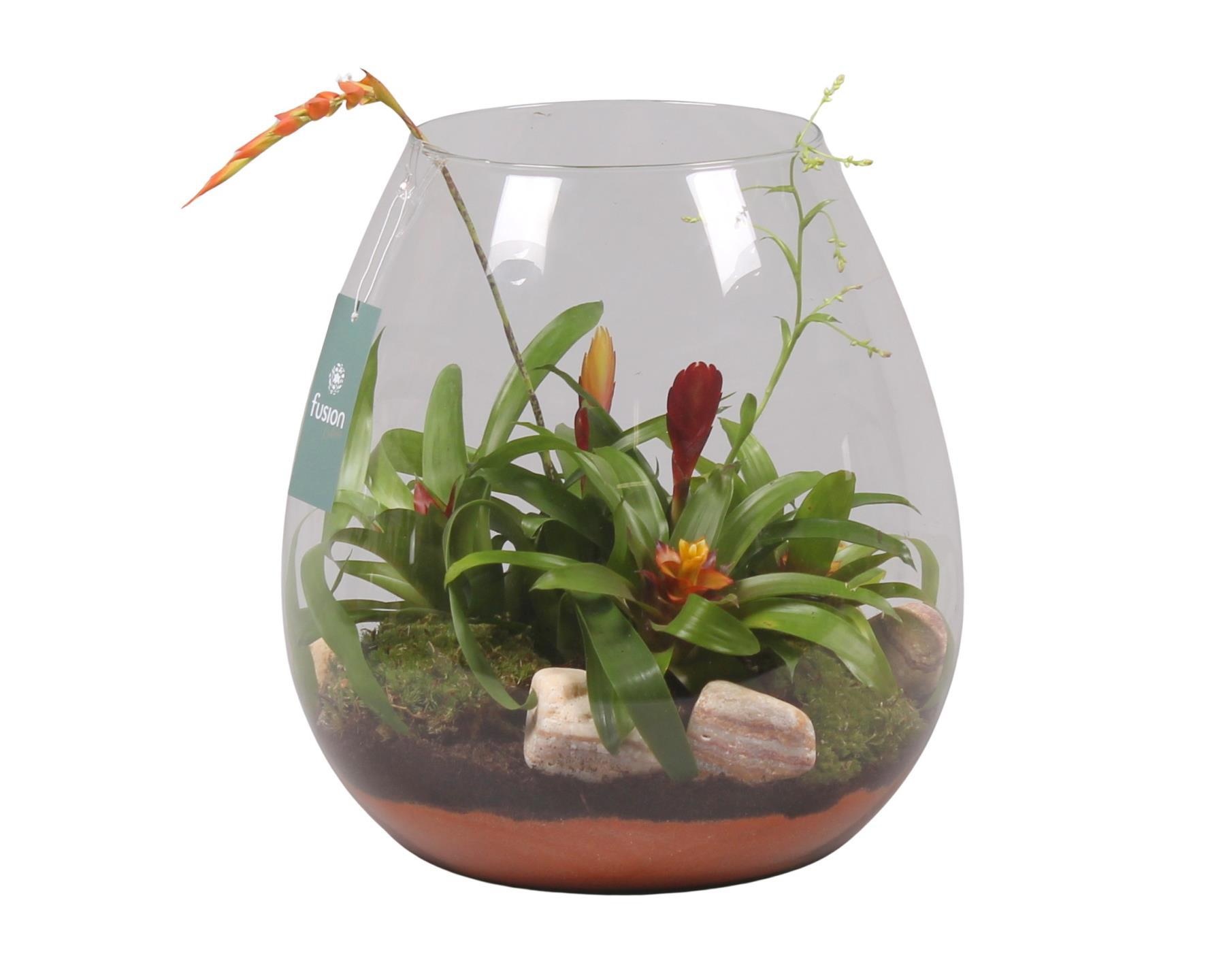 Green Bottle Abby XLarge met Bromelia, D 29