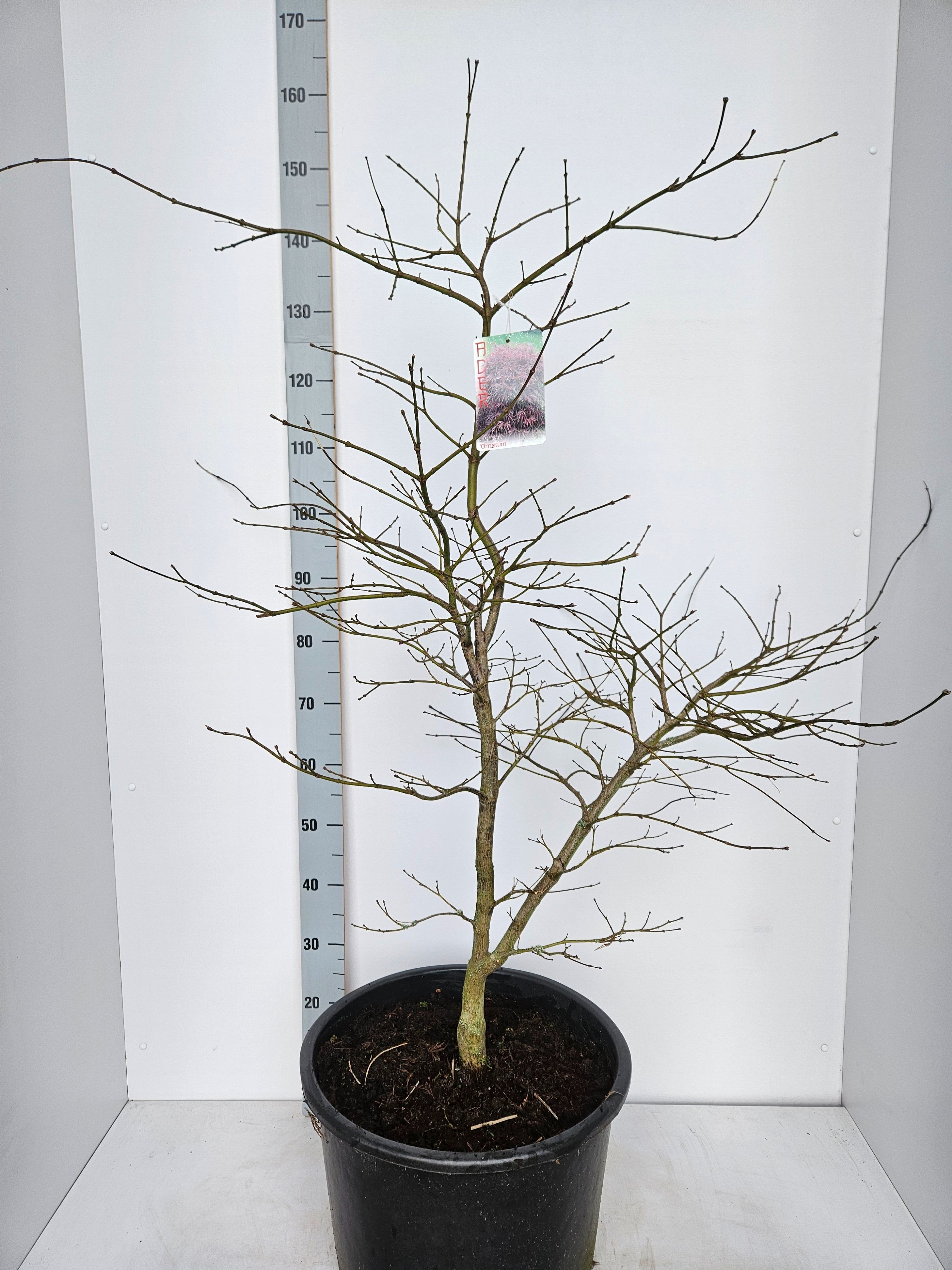 Acer palmatum 'Ornatum', D 43