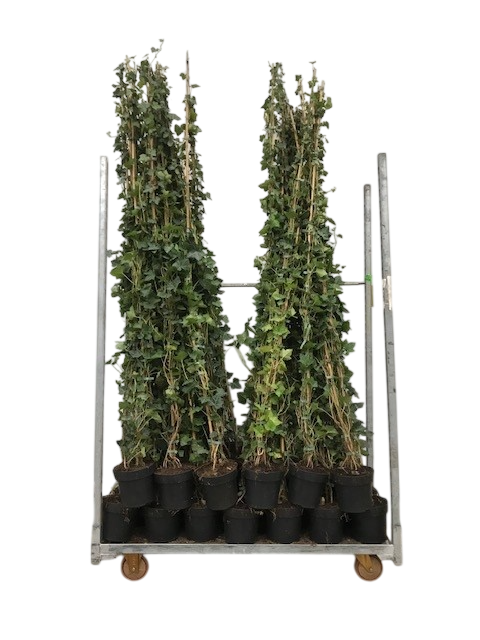 Hedera hibernica 175-200 cm, C4, D 19