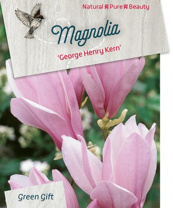 Magnolia 'George Henry Kern', D 40