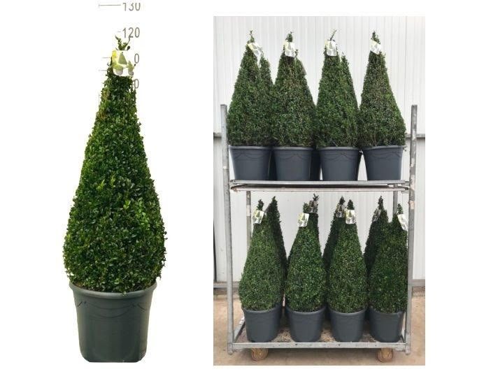 KAR: Buxus semp Pyramide 80-90 cm d12, D 30
