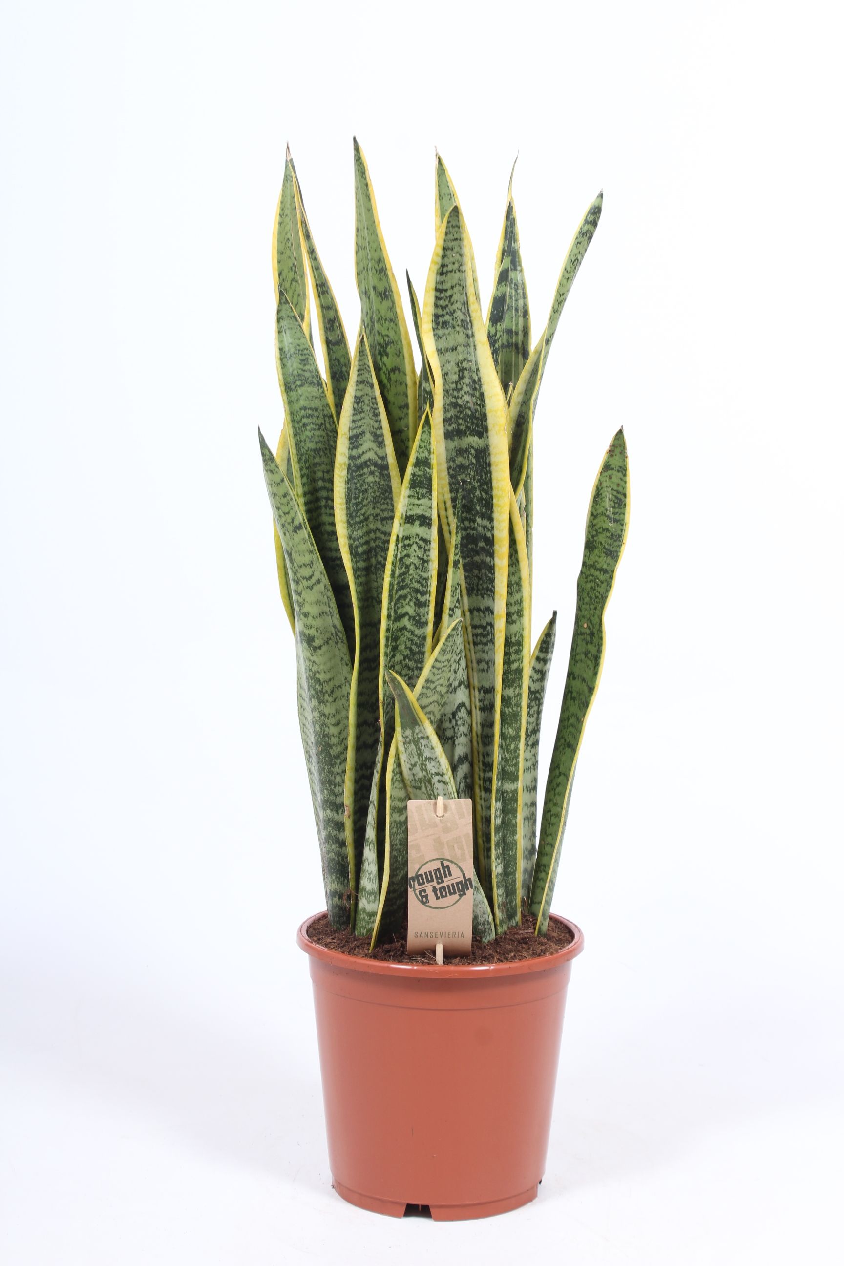 Sansevieria Laurentii, D 21