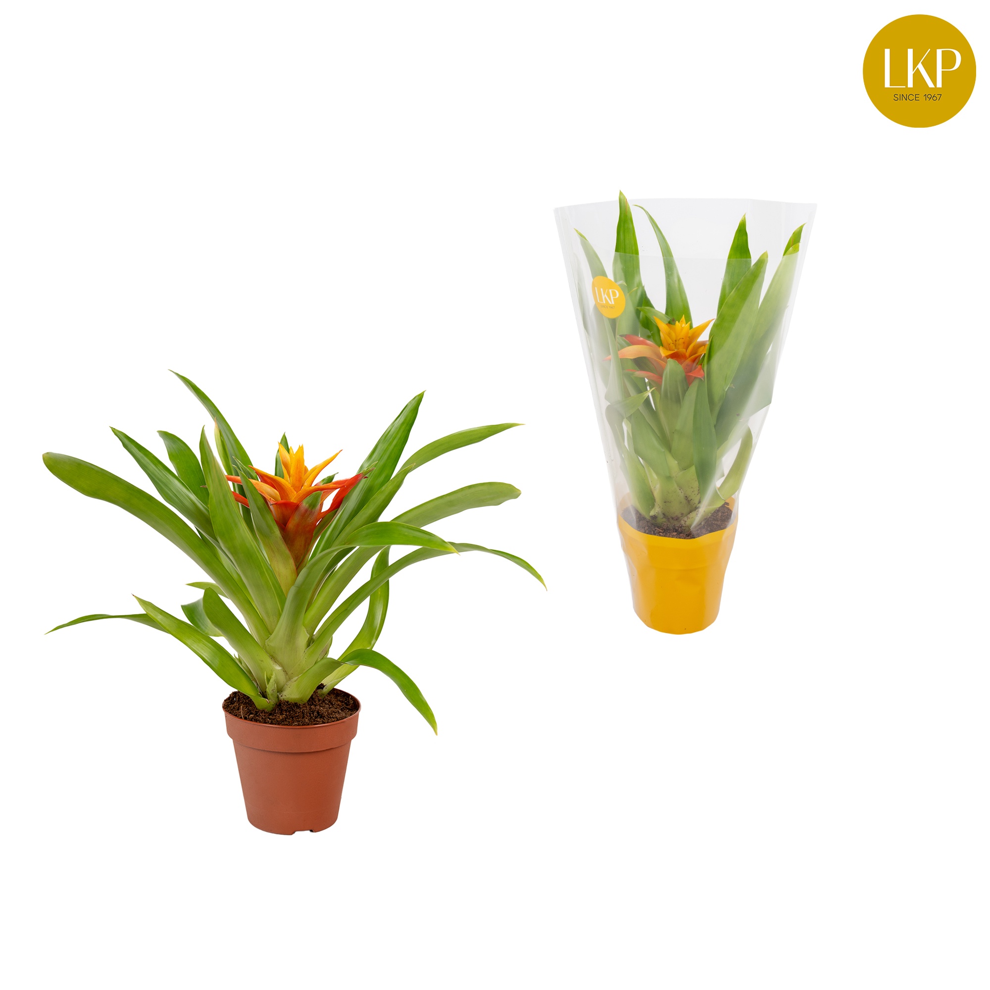 Guzmania Flava Geel (Met Hoes), D 10,5