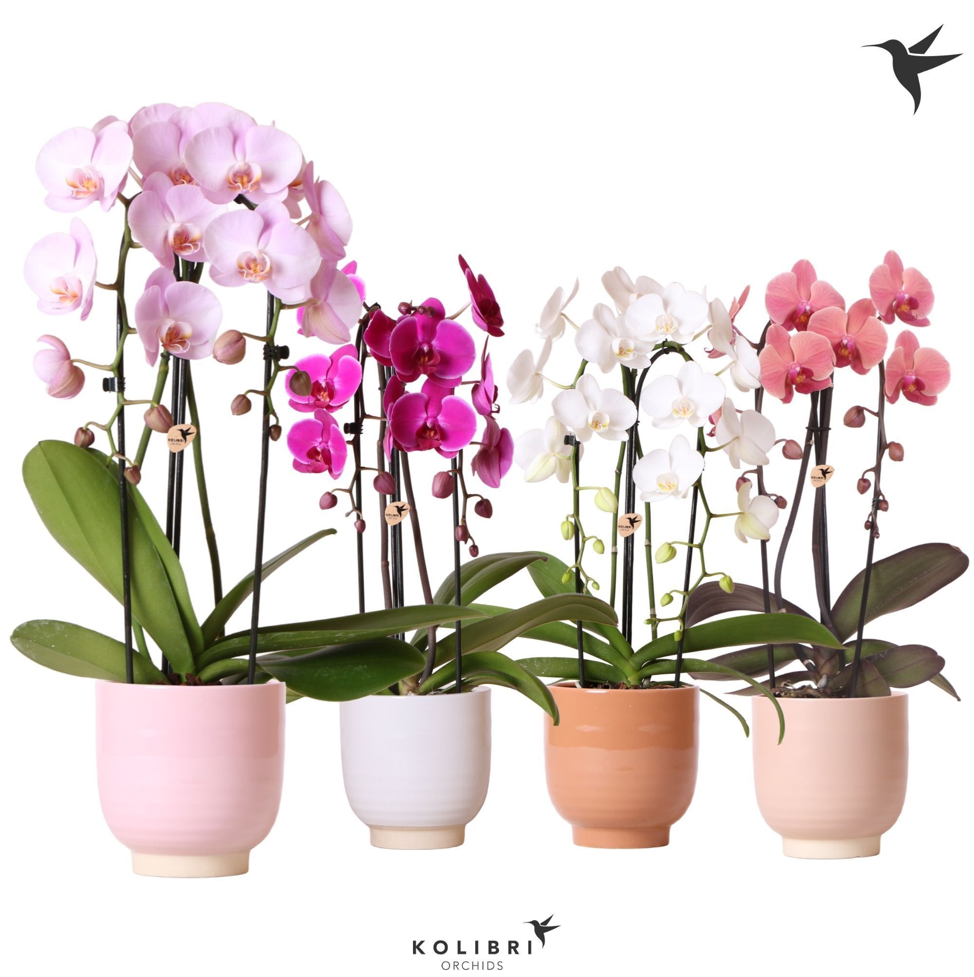 Kolibri Orchids Cascade Niagara Fall mix 2 spike in Glazed pot mix, D 12