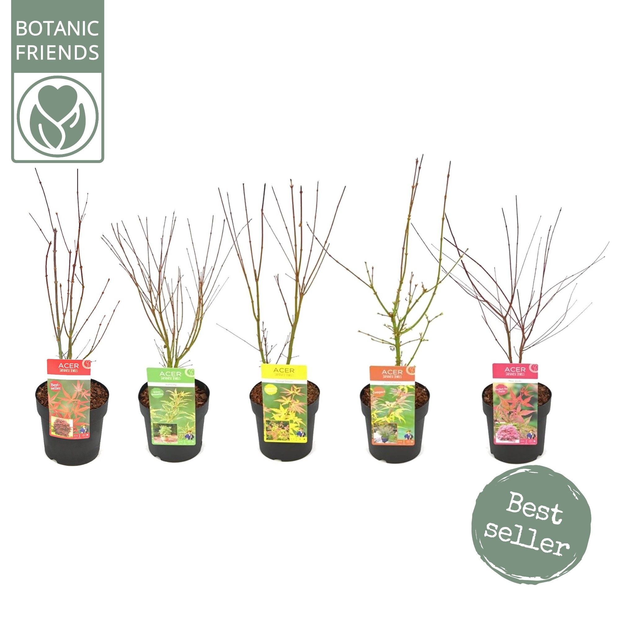 Acer palm. diverse mix, D 19