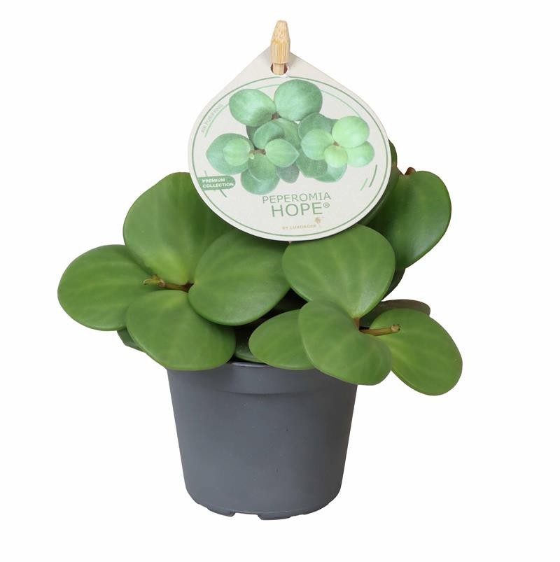 PEPEROMIA-HYBRID 'HOPE', D 6