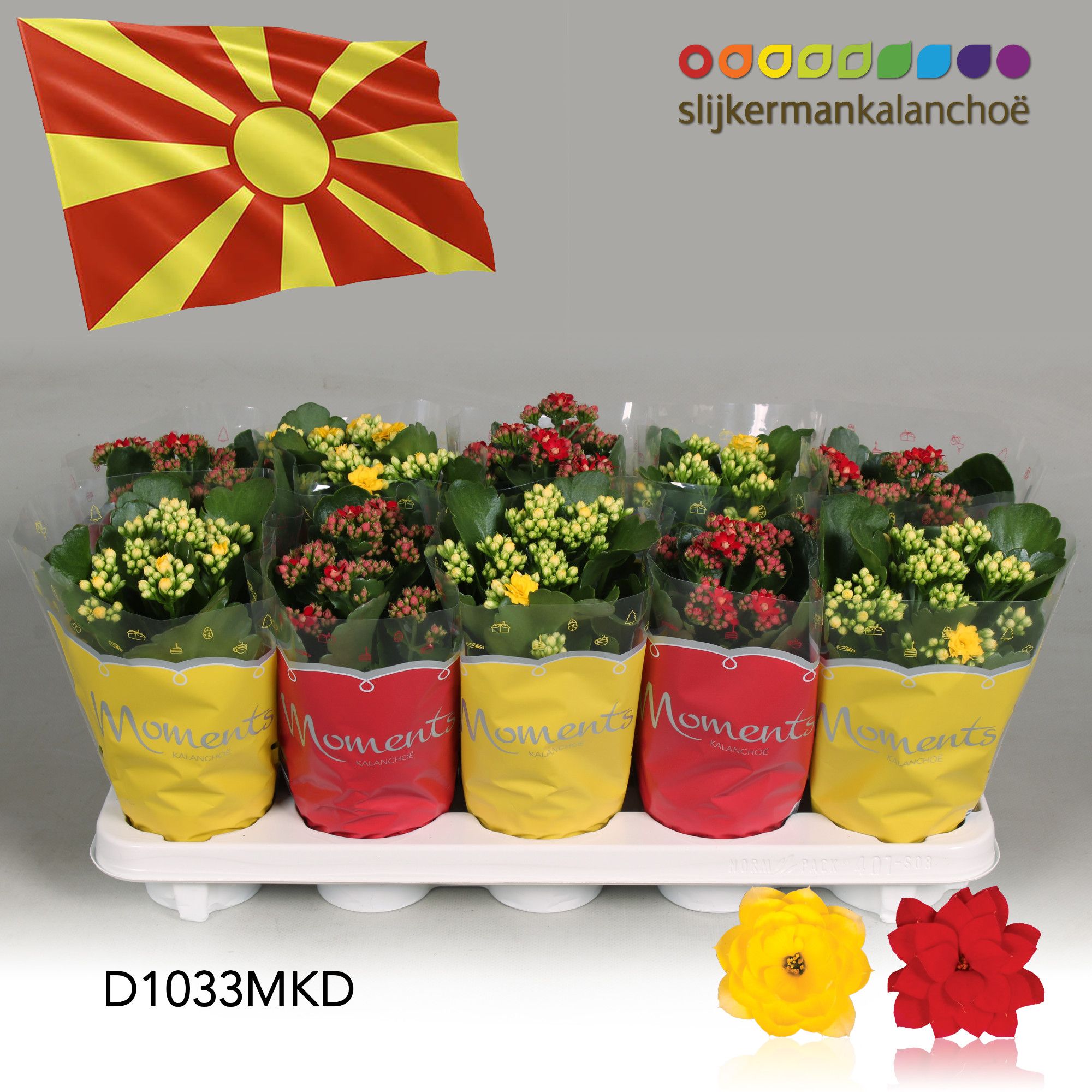 Kalanchoe Moments - North Macedonia flag, D 10,5