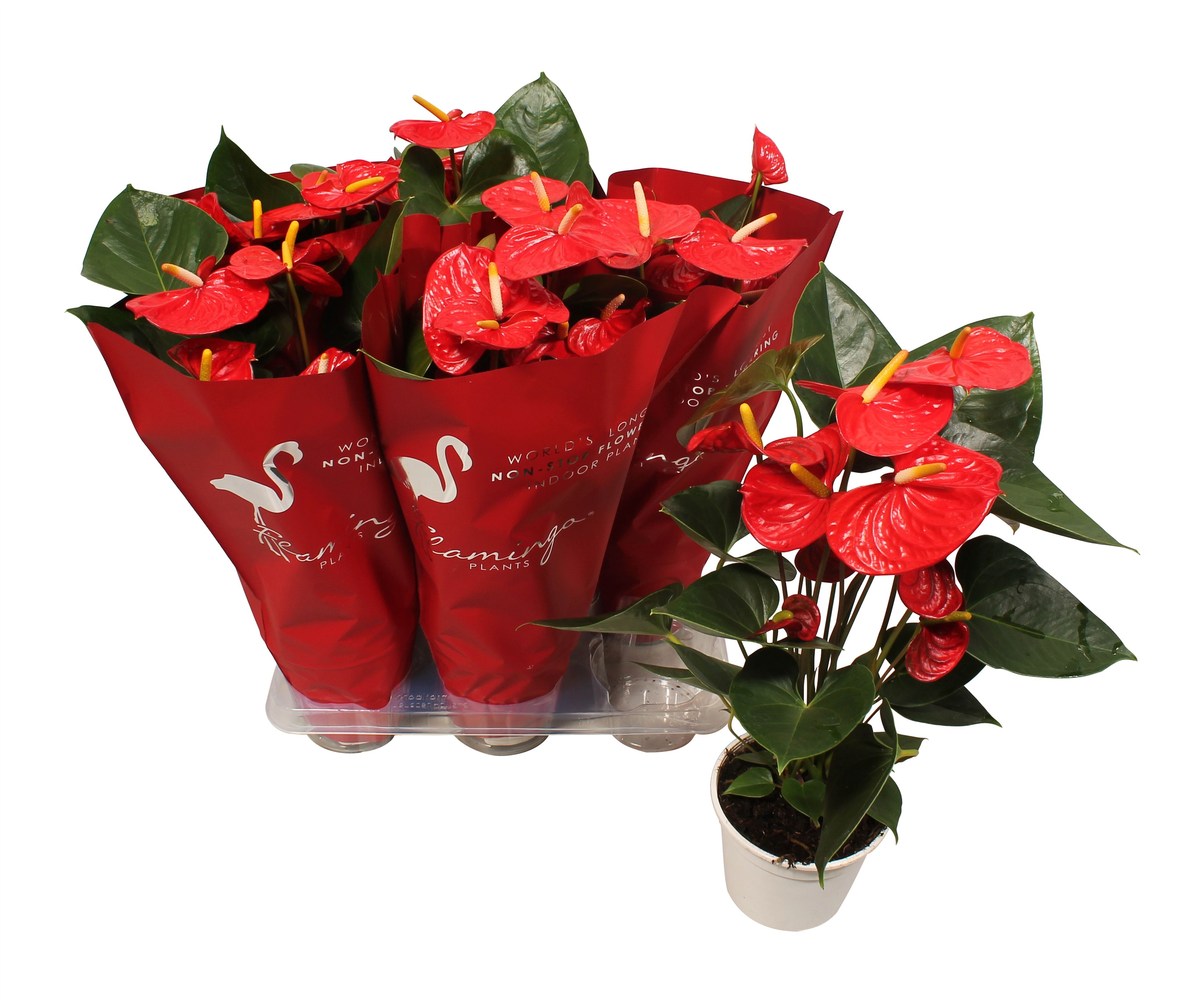 Anthurium XL.9 Jambo Red 14cm met sierhoes, D 14