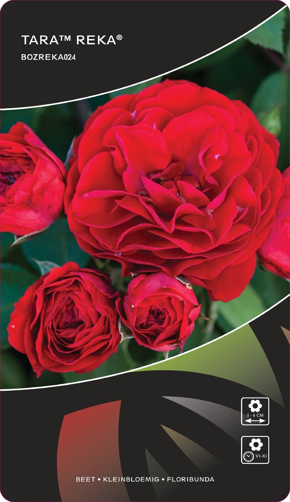 Rosa (F) Tara™Reka®, D 17