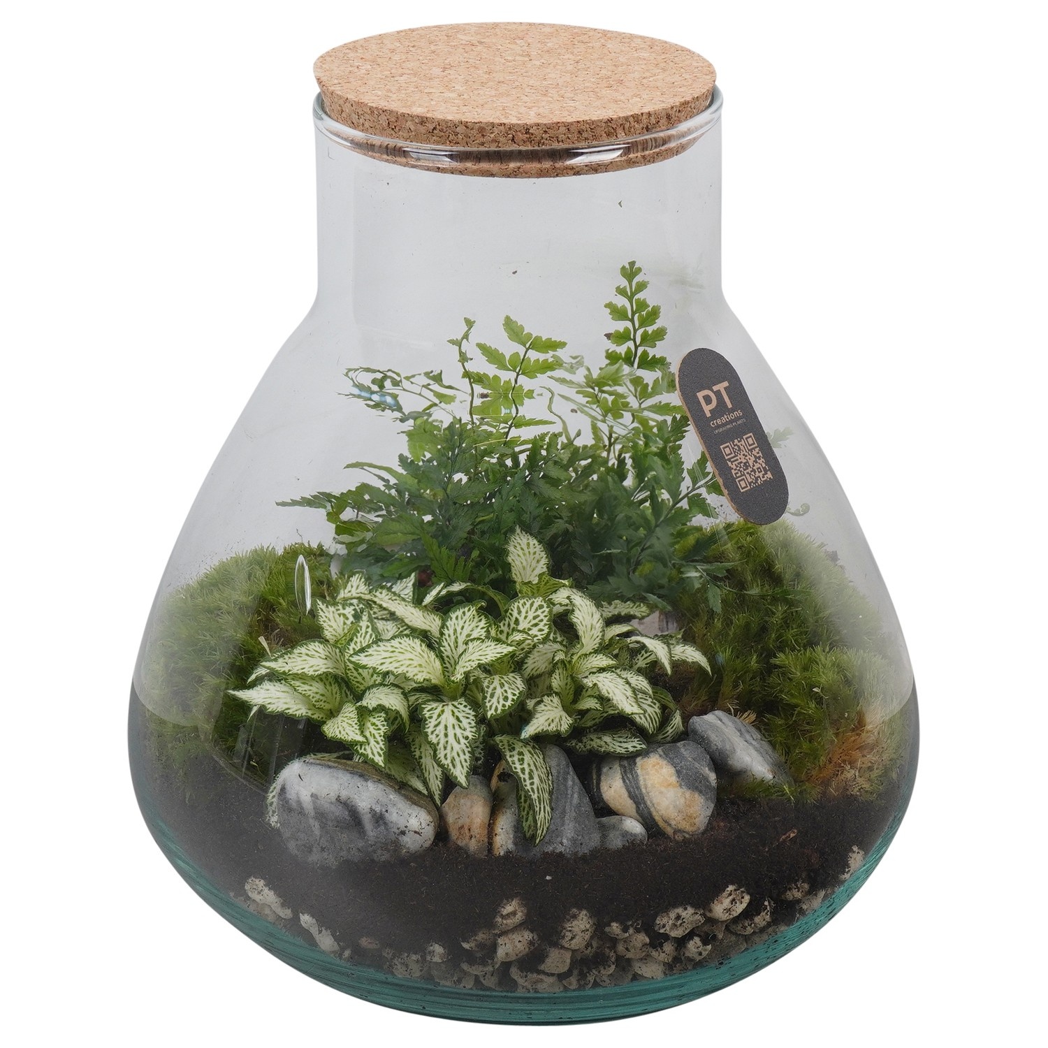 PTTER8122 Arrangement terrarium in glazen terrarium, D 22