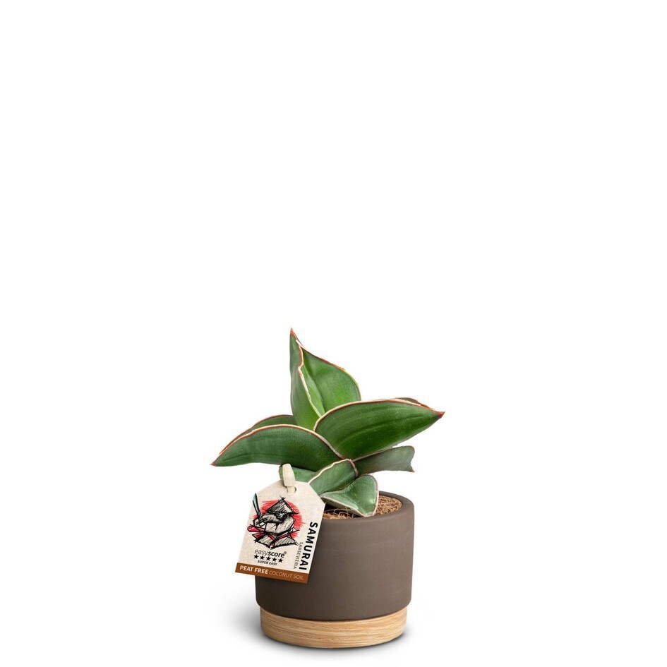 Woodbase Mocca, Samurai, D 7