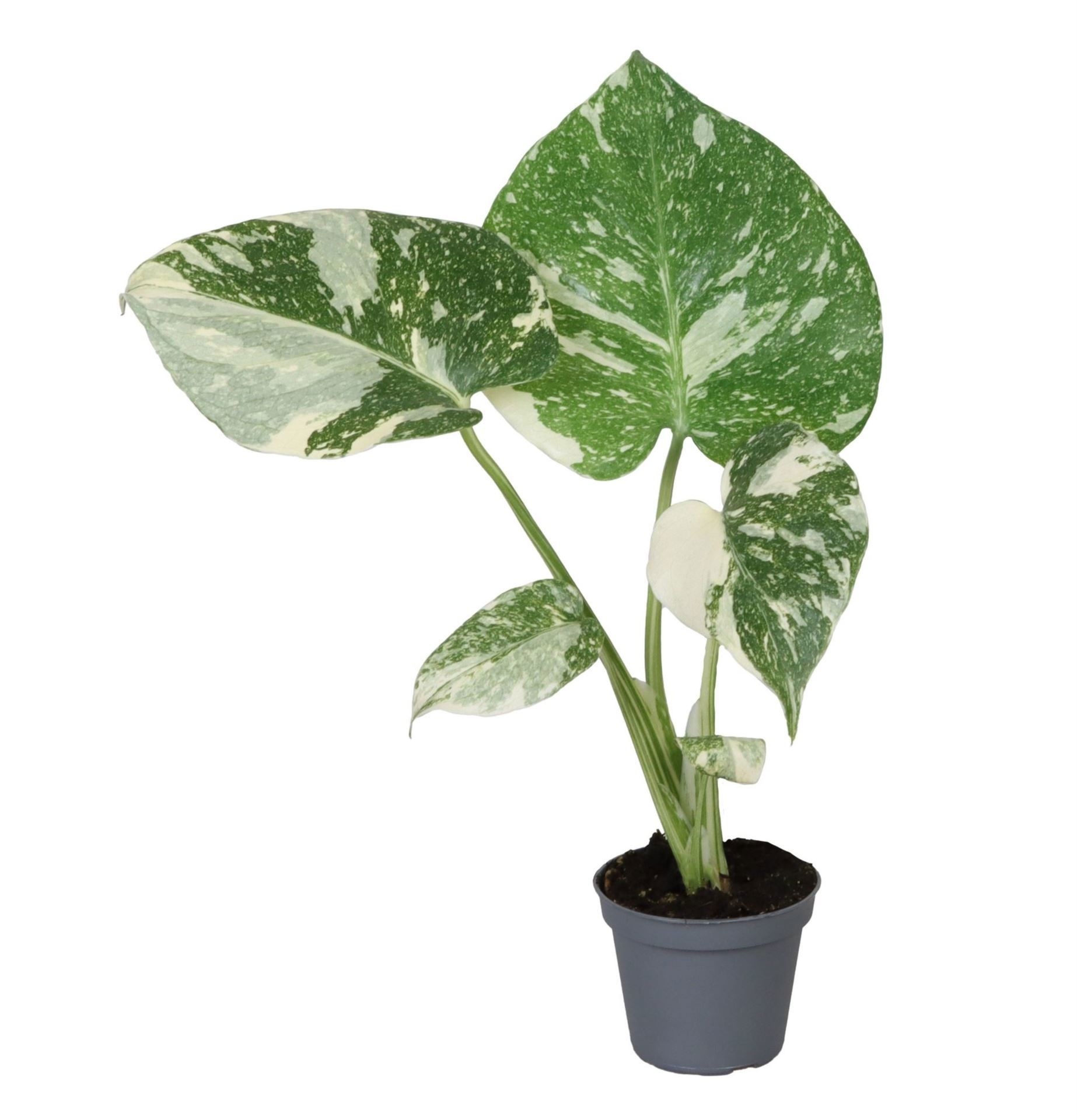 Monstera Thai Constellation 6 cm, D 6