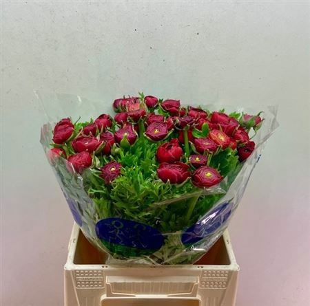 Ранункулус Элеганс Рэд 40, шт.