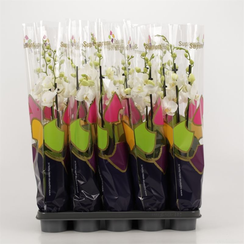 Phalaenopsis overig wit 3 tak wit in Supreme Selections hoes, D 12