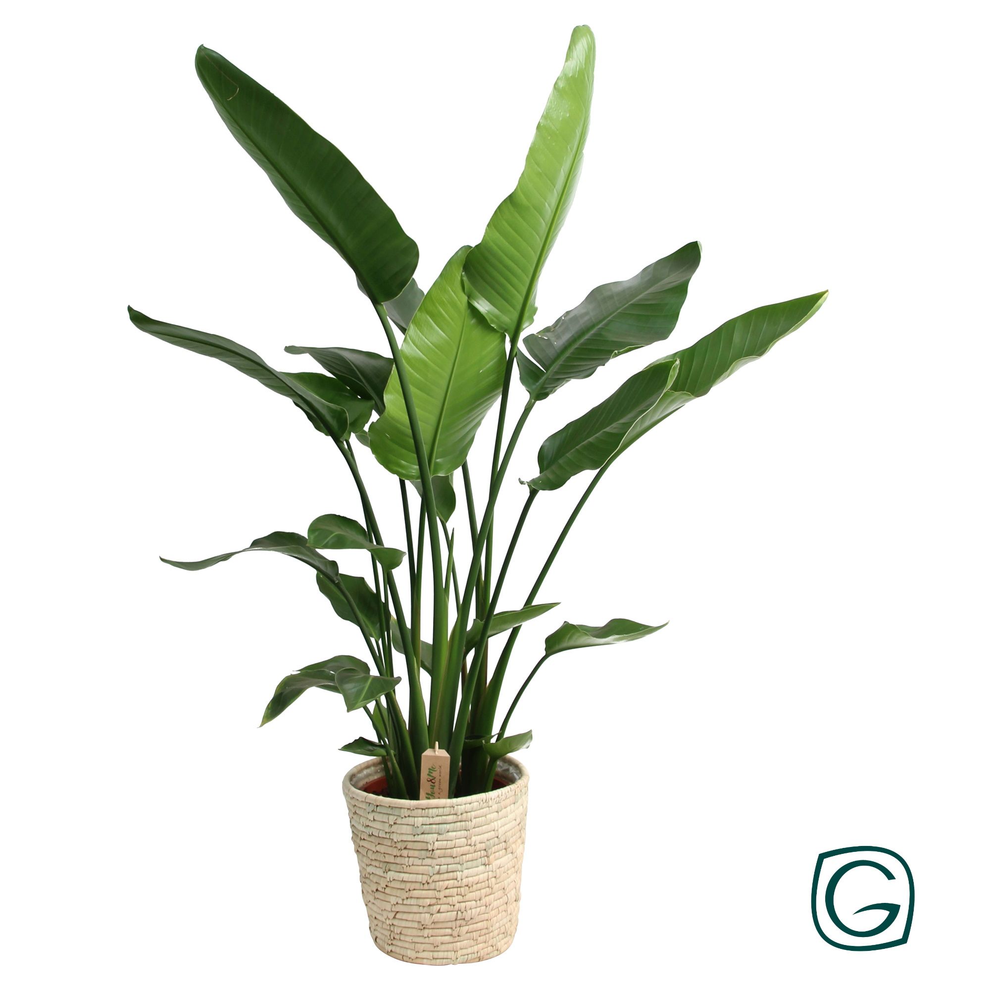 Strelitzia P27 in basket palmleaf, D 27