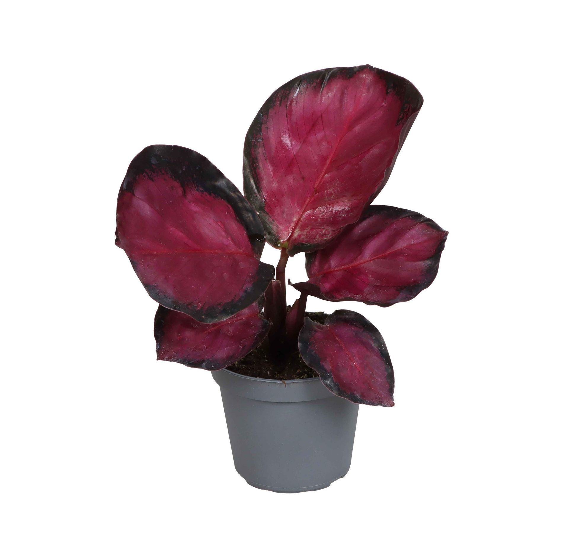 Calathea Mystery Red 6 cm, D 6