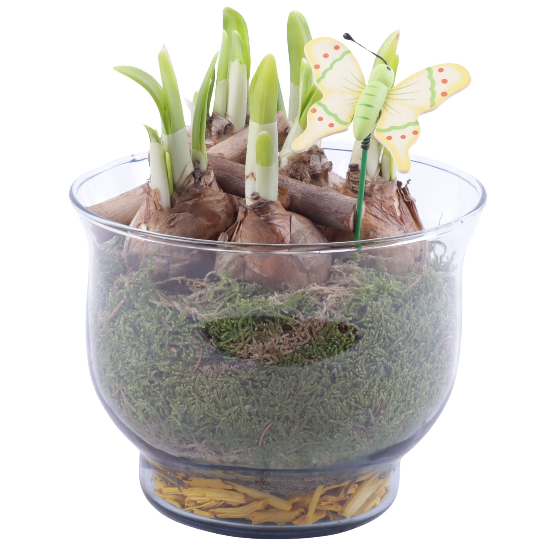 Bulbs Arr. Narcis Glass Tulip Vase Ø16cm, D 16