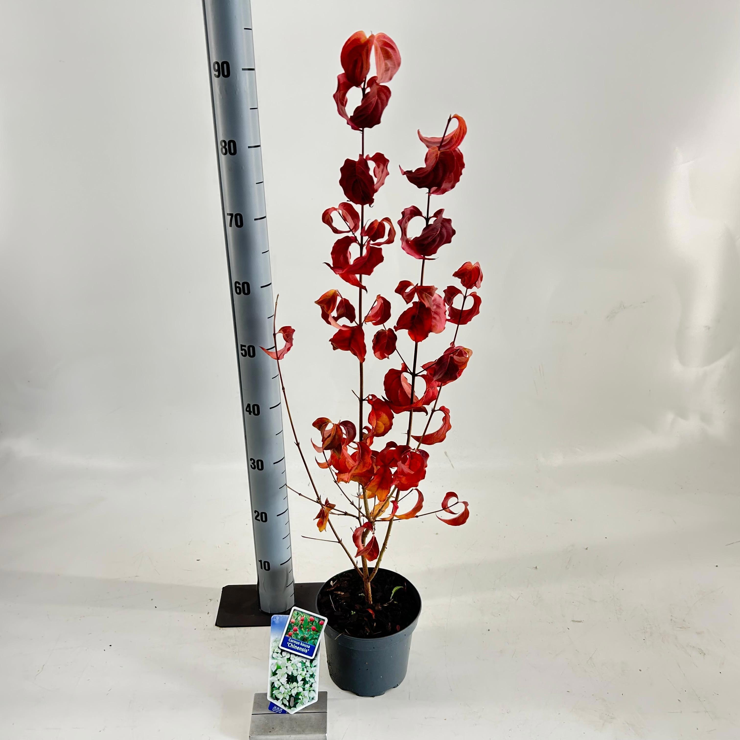 Cornus kousa chinensis, D 17