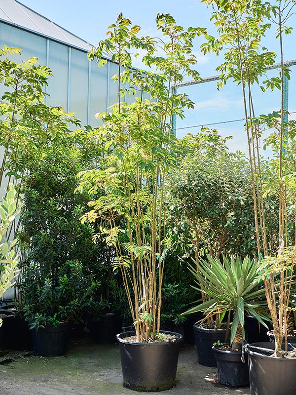 Toona sinensis 'Flamingo' (280-360), D 70