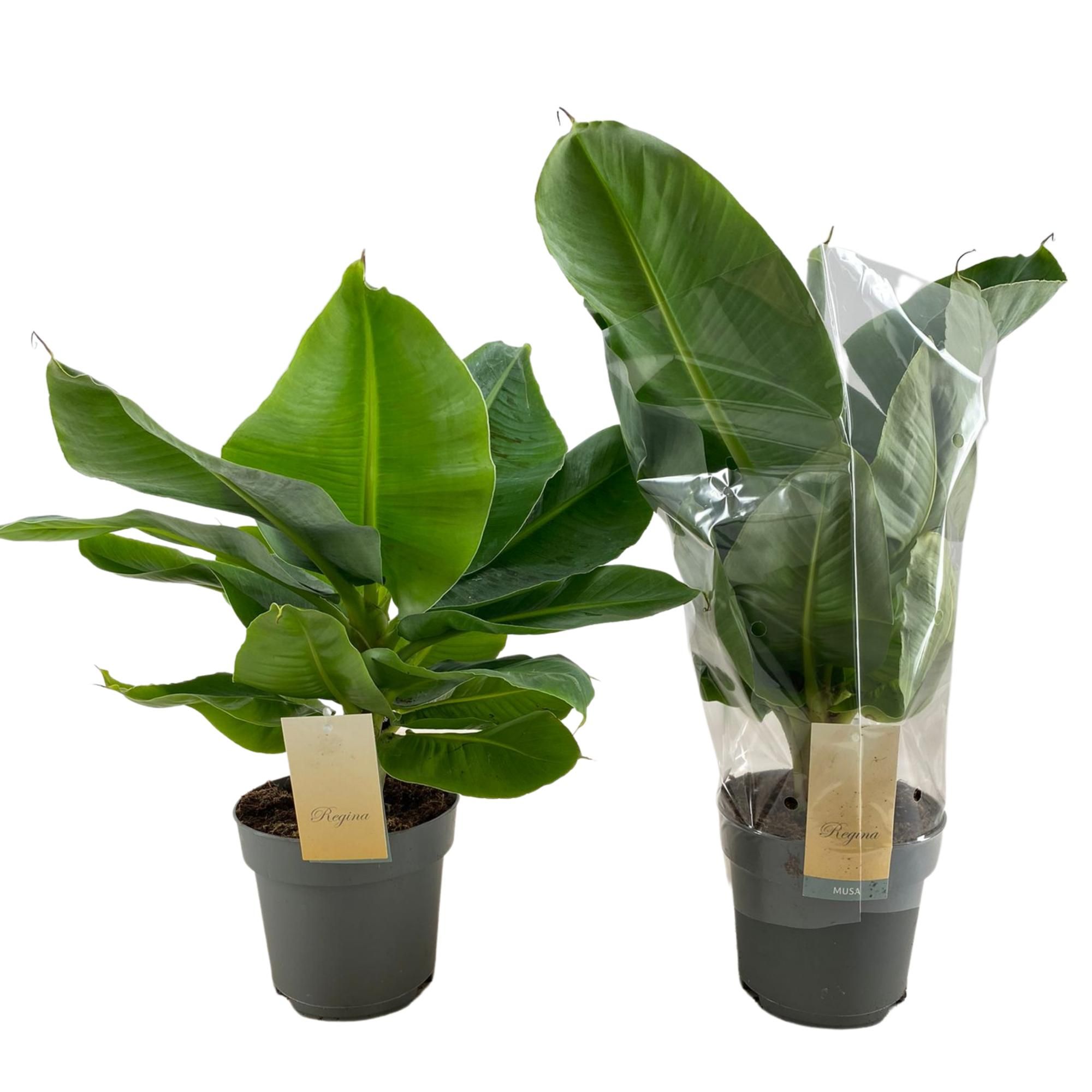 Musa Tropicana p17 blanco hoes, D 17