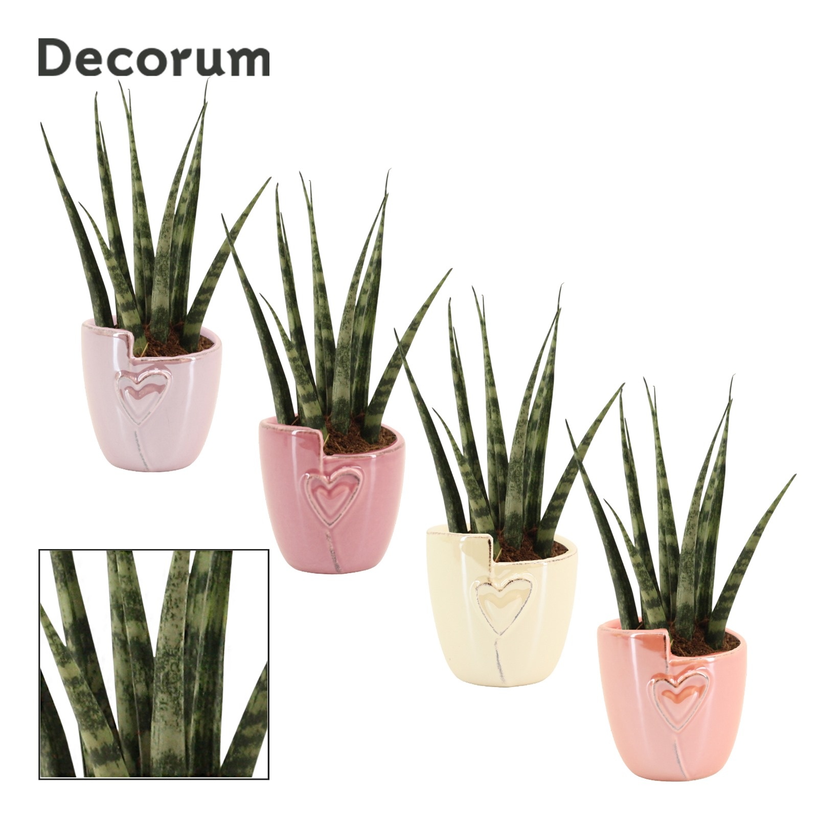 Sansevieria Fernwood 6 cm in Joa (Special moods-collection), D 6
