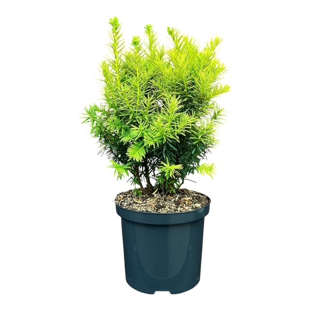 Taxus c. 'Dwarf Bright Gold', D 18
