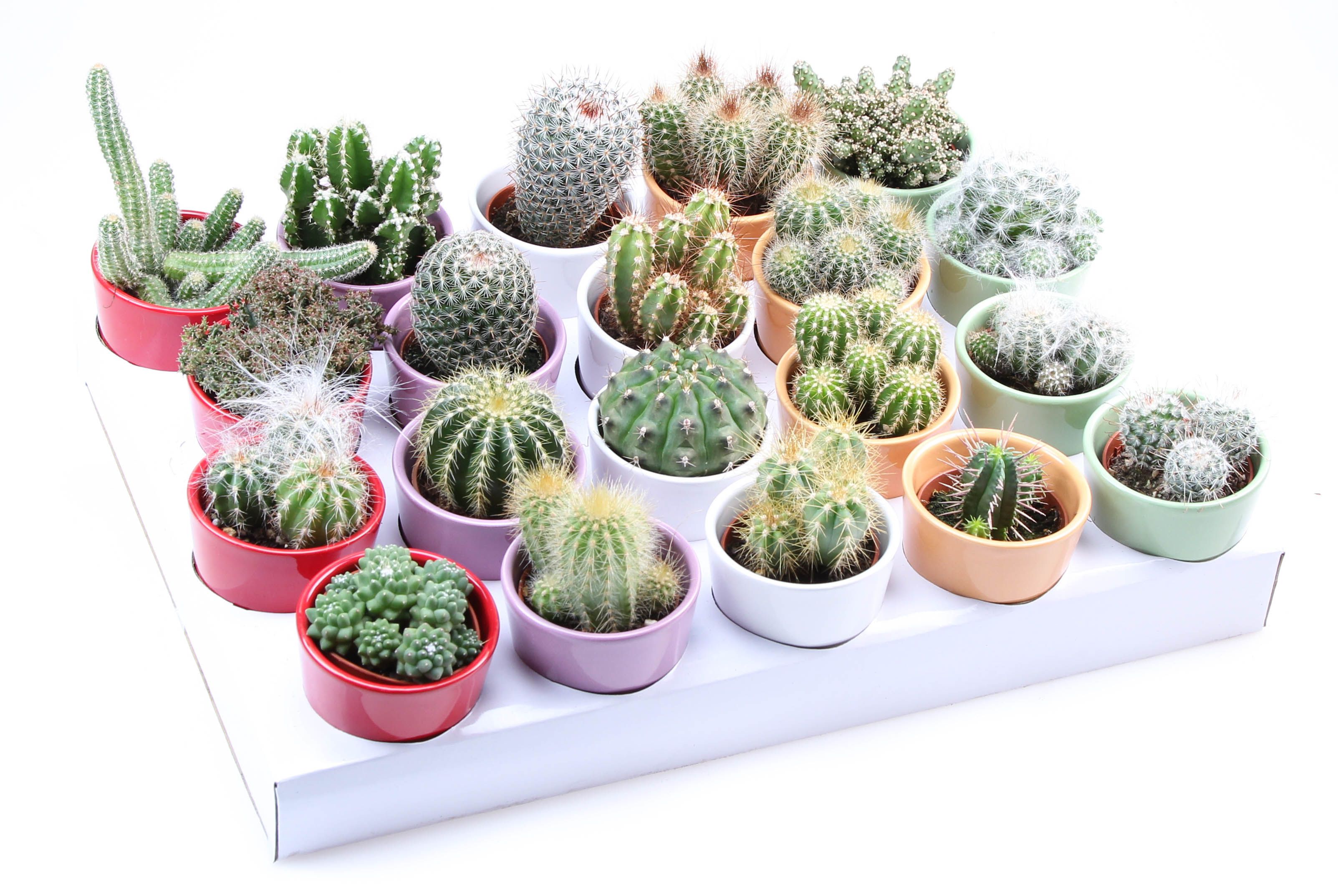 Cactus kleurpot, D 7