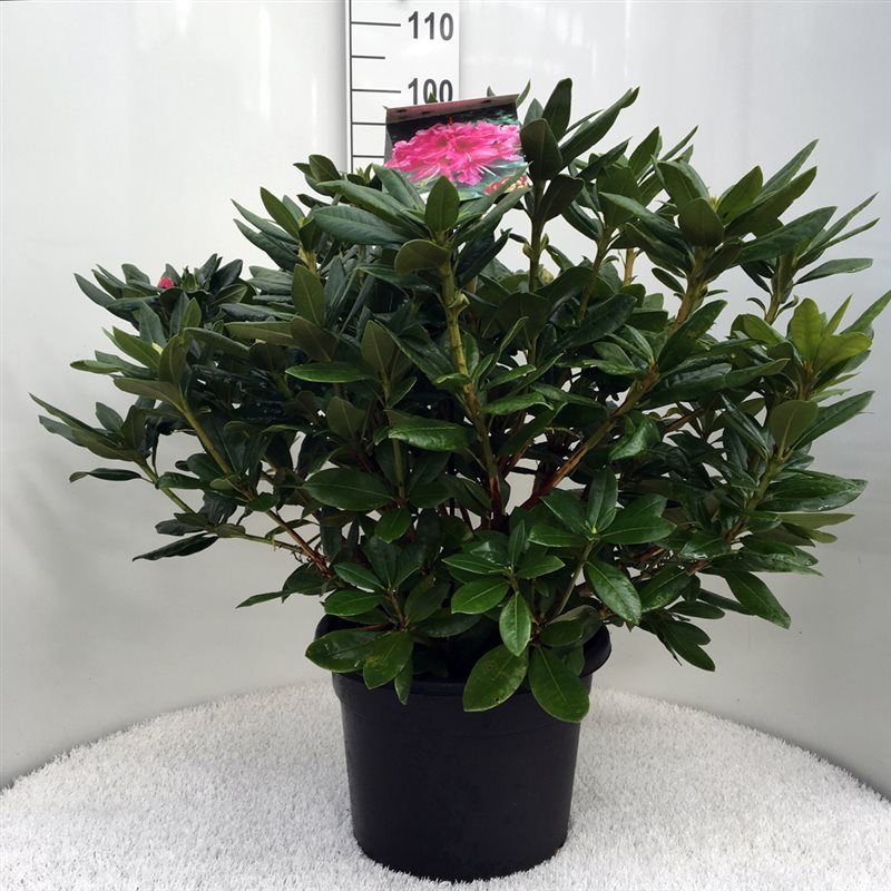 Rhodo. 'Cosmopolitan' pink, D 37