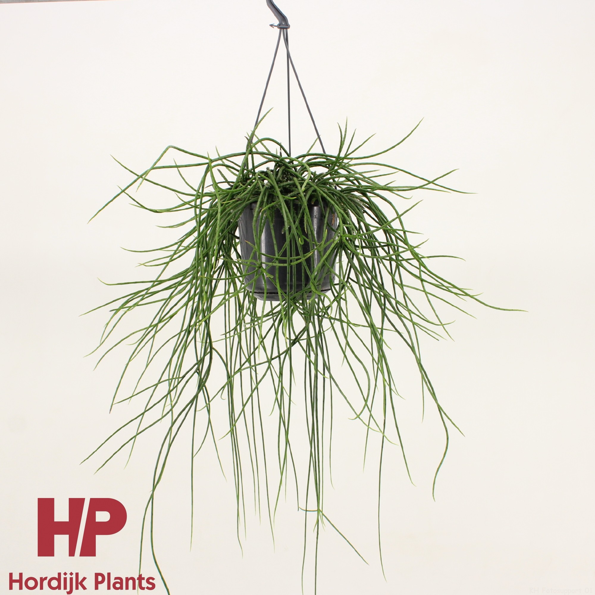 Rhipsalis floccosa, D 15