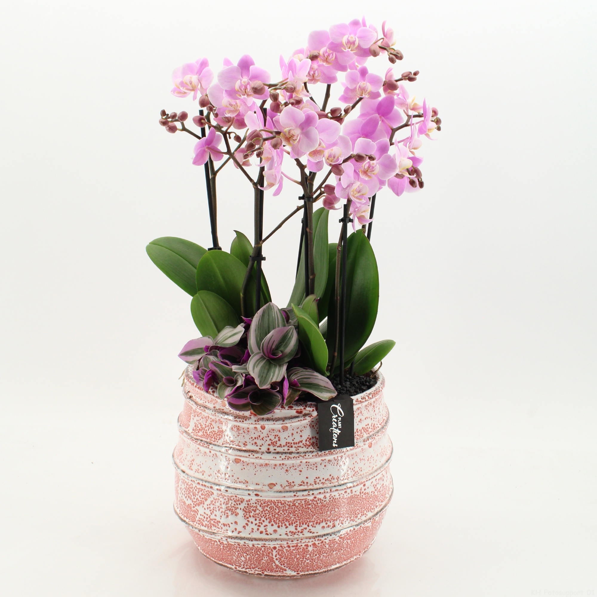 LICR-2624RZ Limited Edition Phalaenopsis, D 24