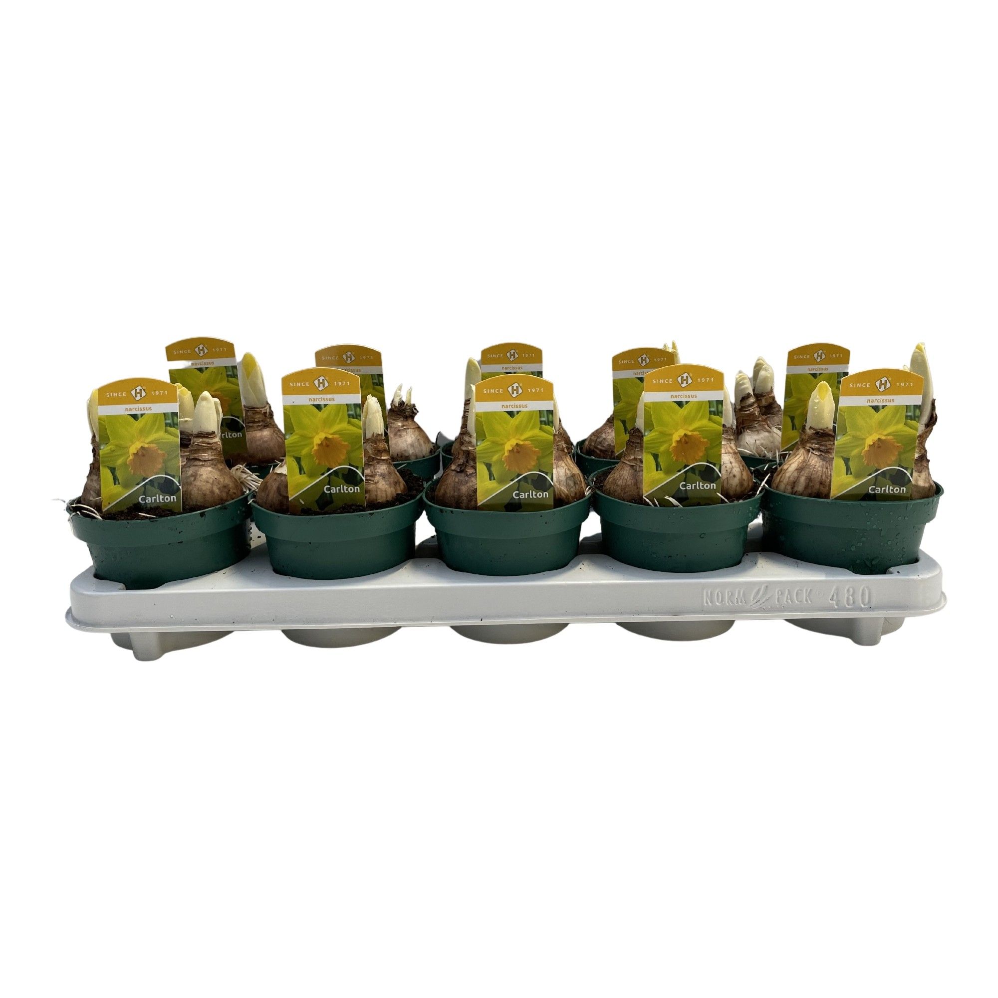 Narcissus Carlton grootbloemig, D 12