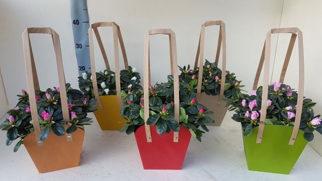 azalea indica bag 25 cm, D 12
