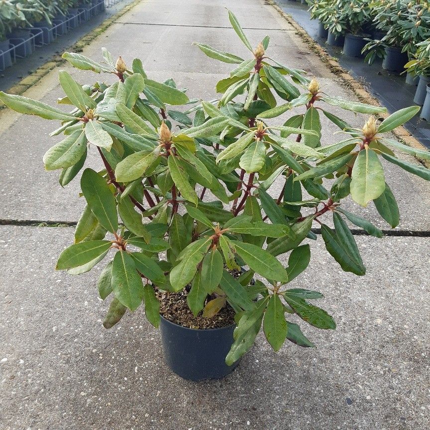 Rhododendron ponticum 'Roseum', D 23
