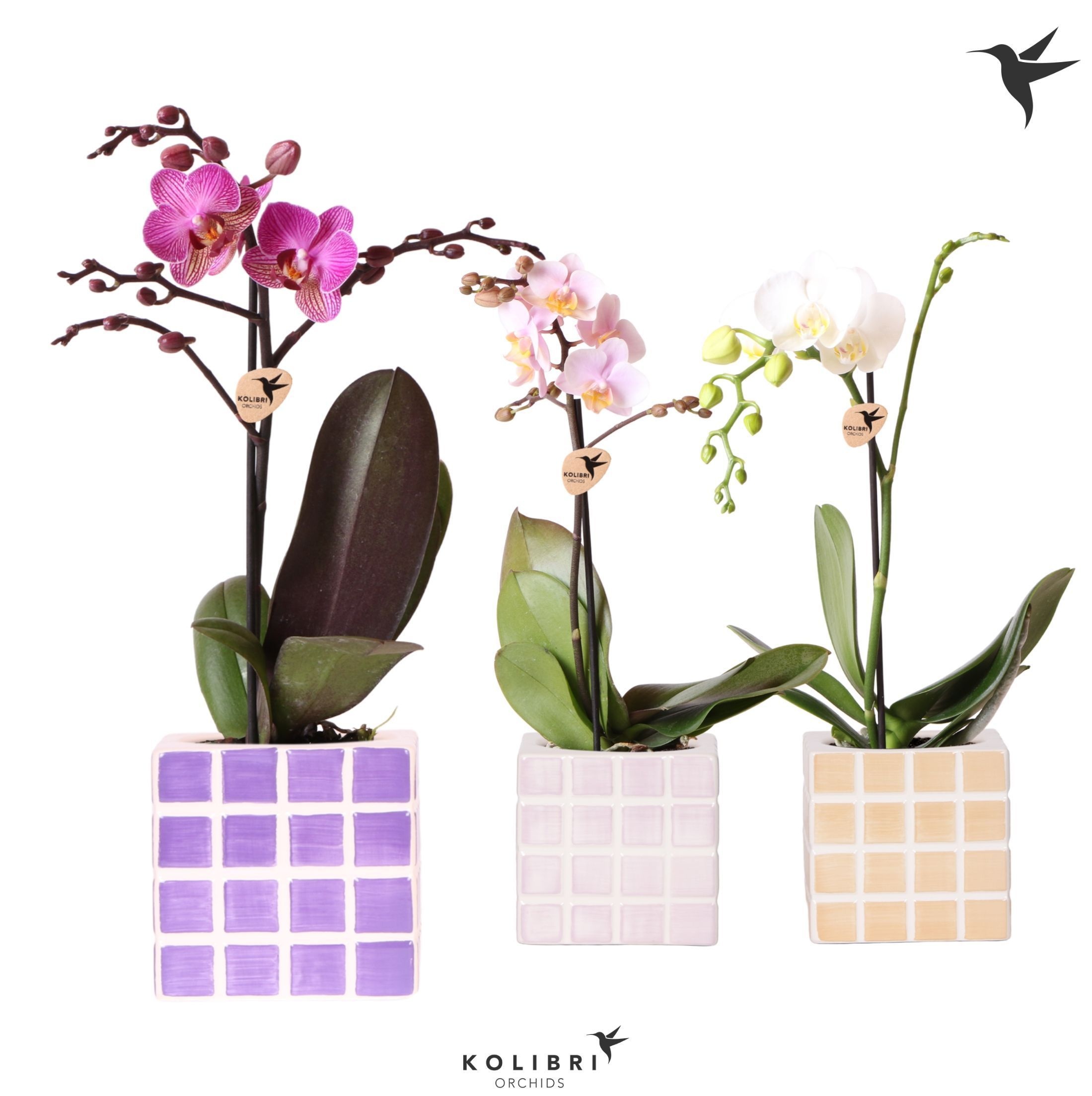 Kolibri Orchids Phalaenopsis mix 1 spike in Mosa pot pink mix, D 9