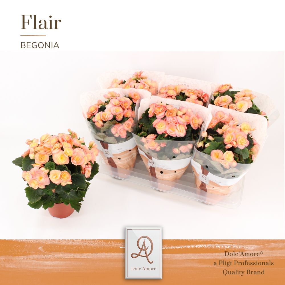 Begonia Hailey sunset P14 Dolc'Amore® Flair, D 14
