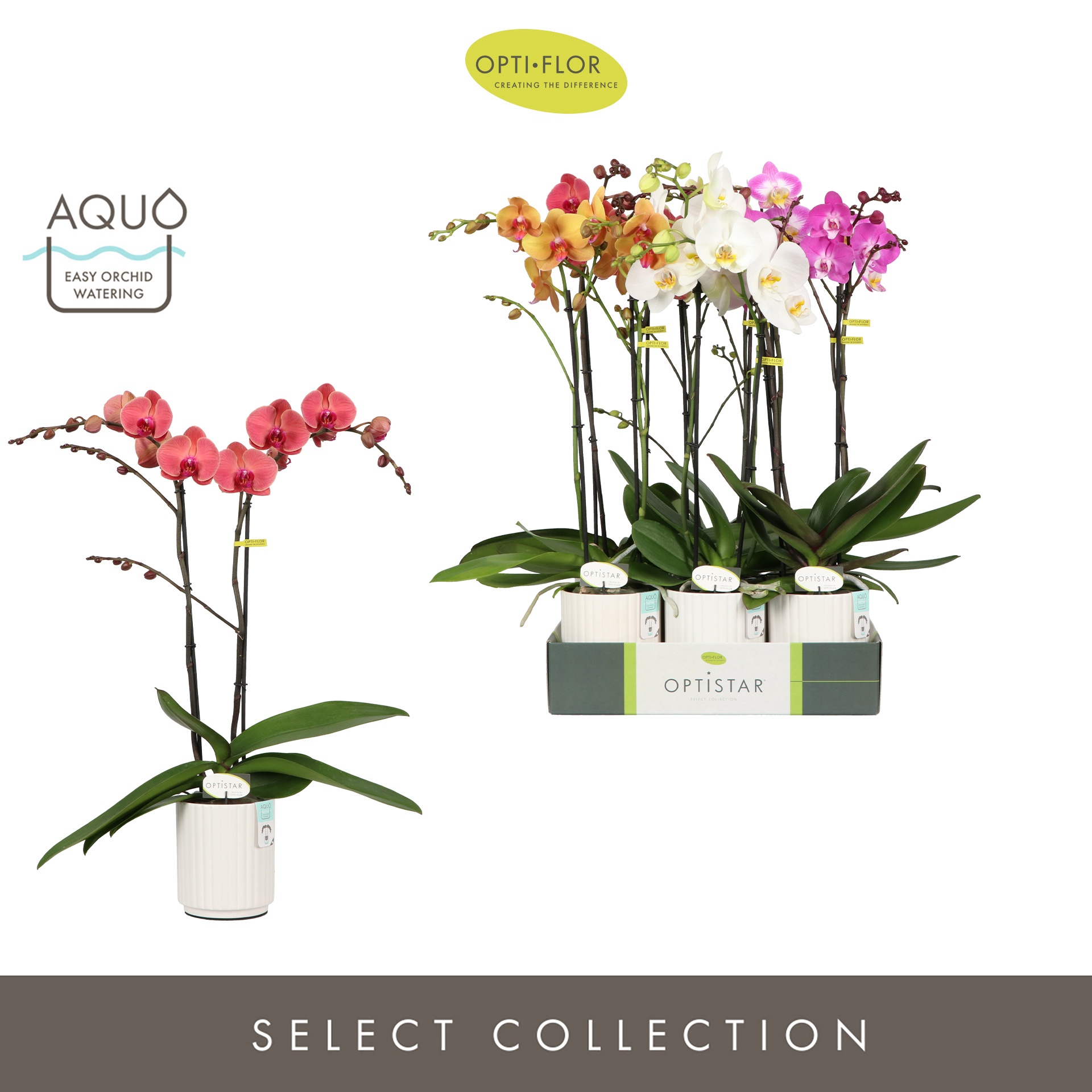 Optistar Hollywood Mix 2 spike 60 cm in Molise White Aquo, D 12 cm