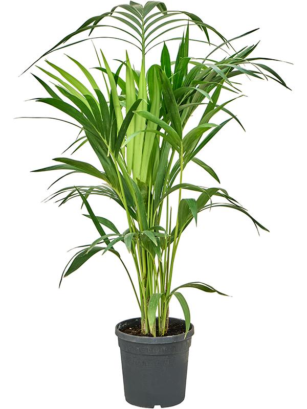 Kentia (Howea) forsteriana, D 19