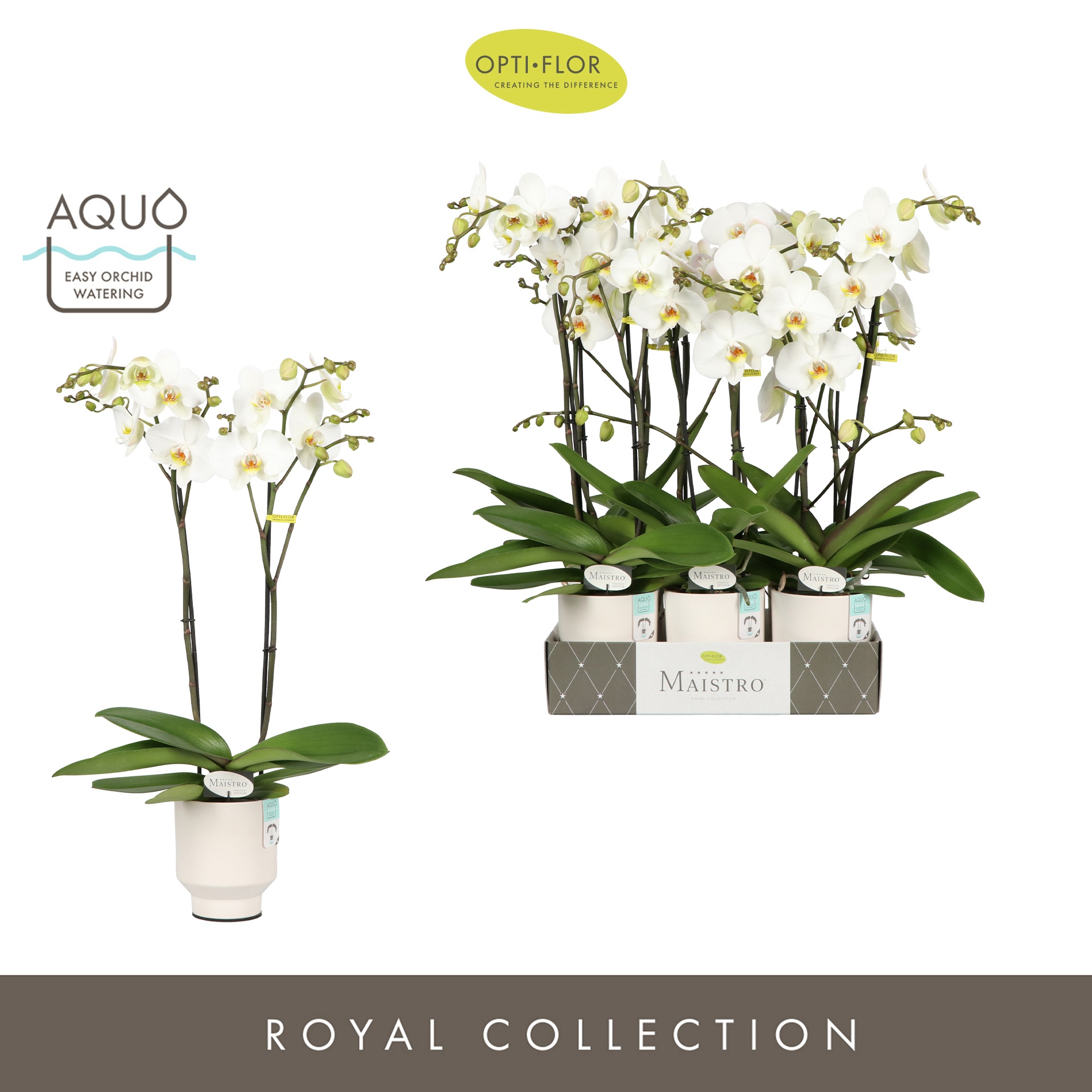 Maistro Beethoven 2 spike 60 cm in Emilia White Aquo, D 12 cm