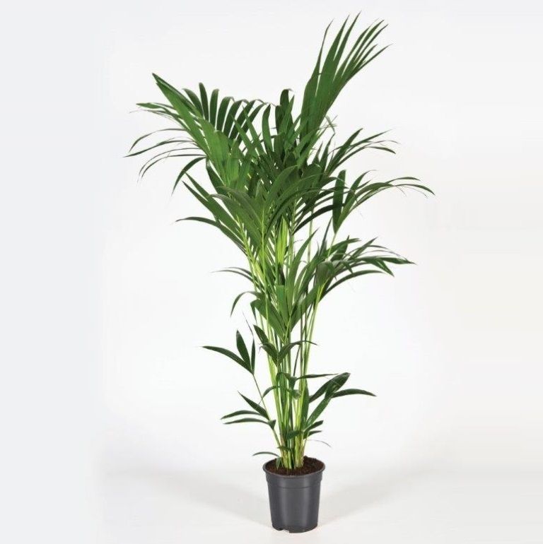 Howea forsteriana 160cm (Kentia), D 21