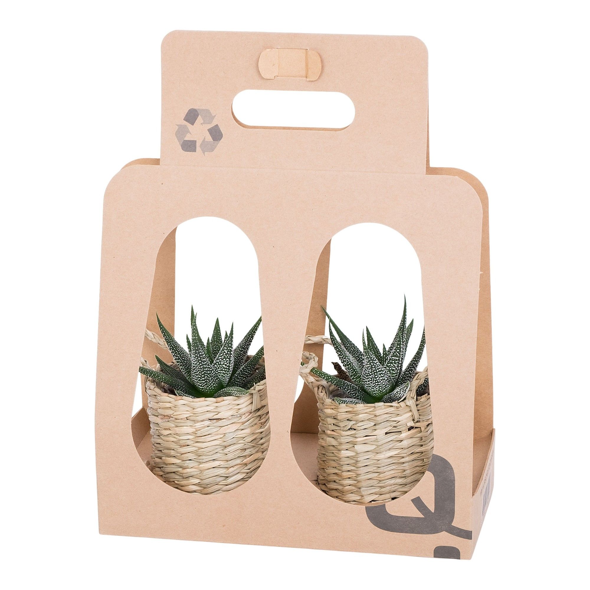 City Safari Recycle Giftbox with Succulent mix, D 6