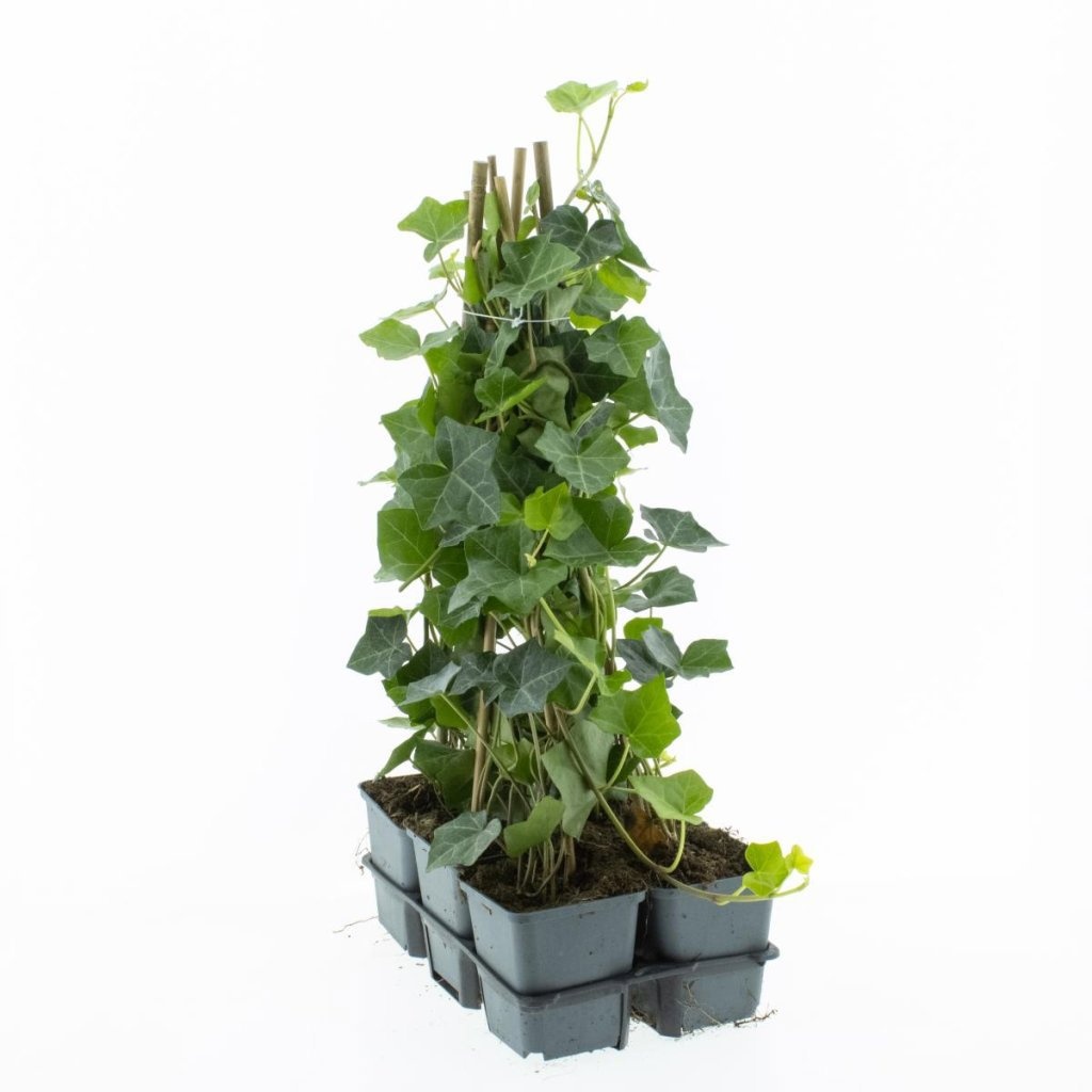 Hedera hibernica, gebonden, D 9